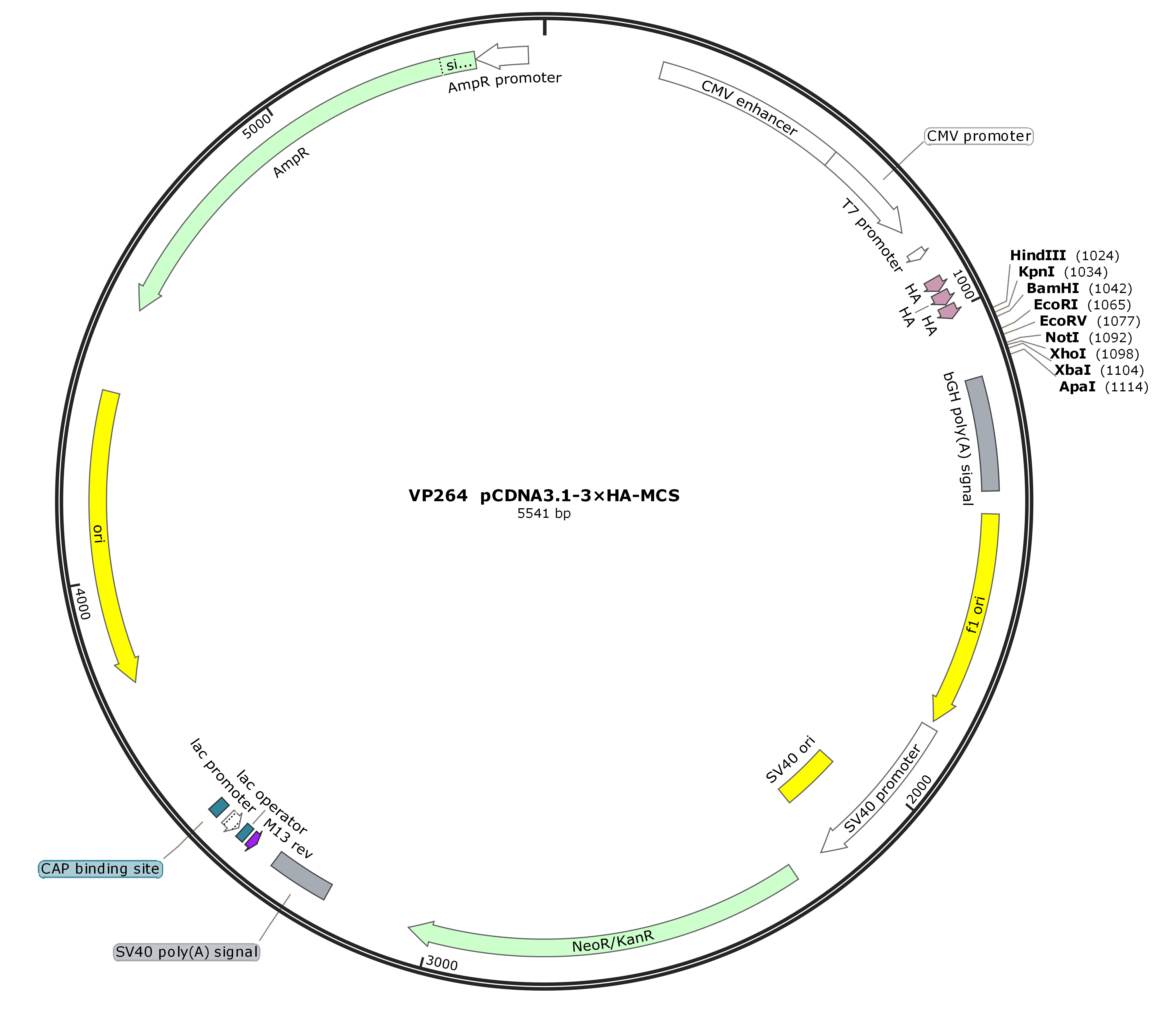 pCDNA3.1-3×HA-MCS